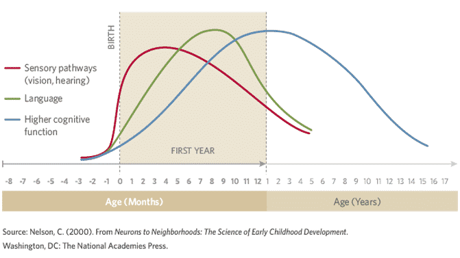 human-brain-development-the-first-5-years1.png